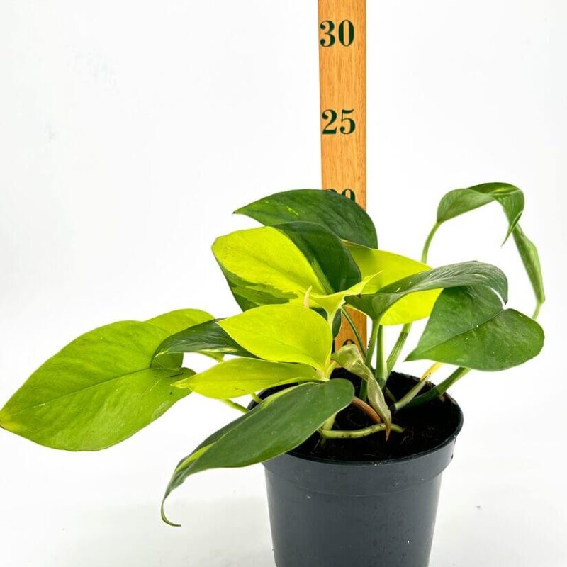 Vibrant Pothos Plant with Ruler for Size Reference Vibrant pothos plant in stylish black pot, with ruler for size reference, on clean background.