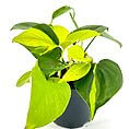 Lush pothos plant with vibrant yellow-green leaves in a sleek black pot against a white background.