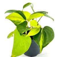 Lush pothos plant with vibrant yellow-green leaves in a sleek black pot against a white background.