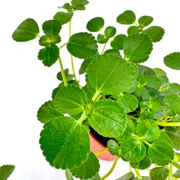 Lush green potted plant with vibrant leaves against a white background.