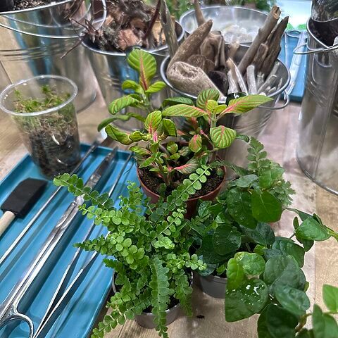 Vibrant garden tools and potted plants create an inspiring terrarium setup for gardening enthusiasts.