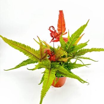 Pteris Quadriaurita Tricolour Fern