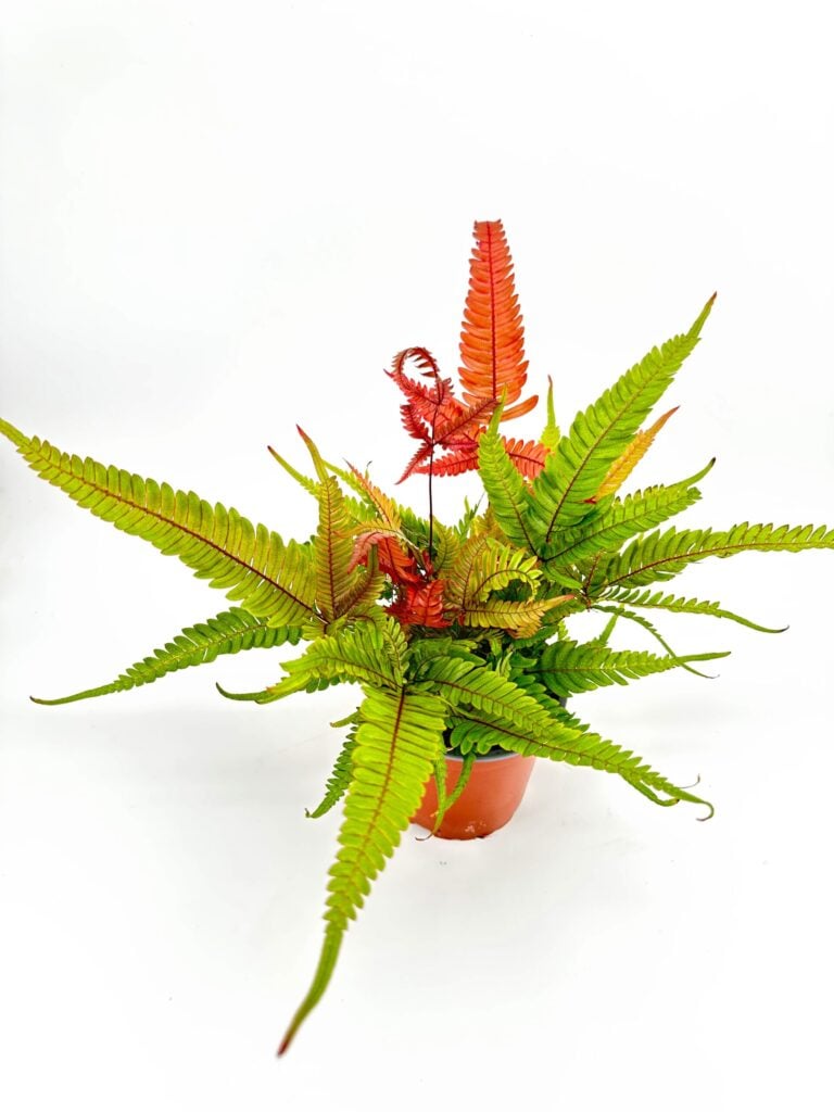 Pteris Quadriaurita Tricolour Fern
