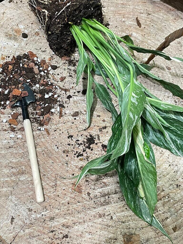 Close-up of repotting a thriving plant with roots, soil, and gardening tools on wood.