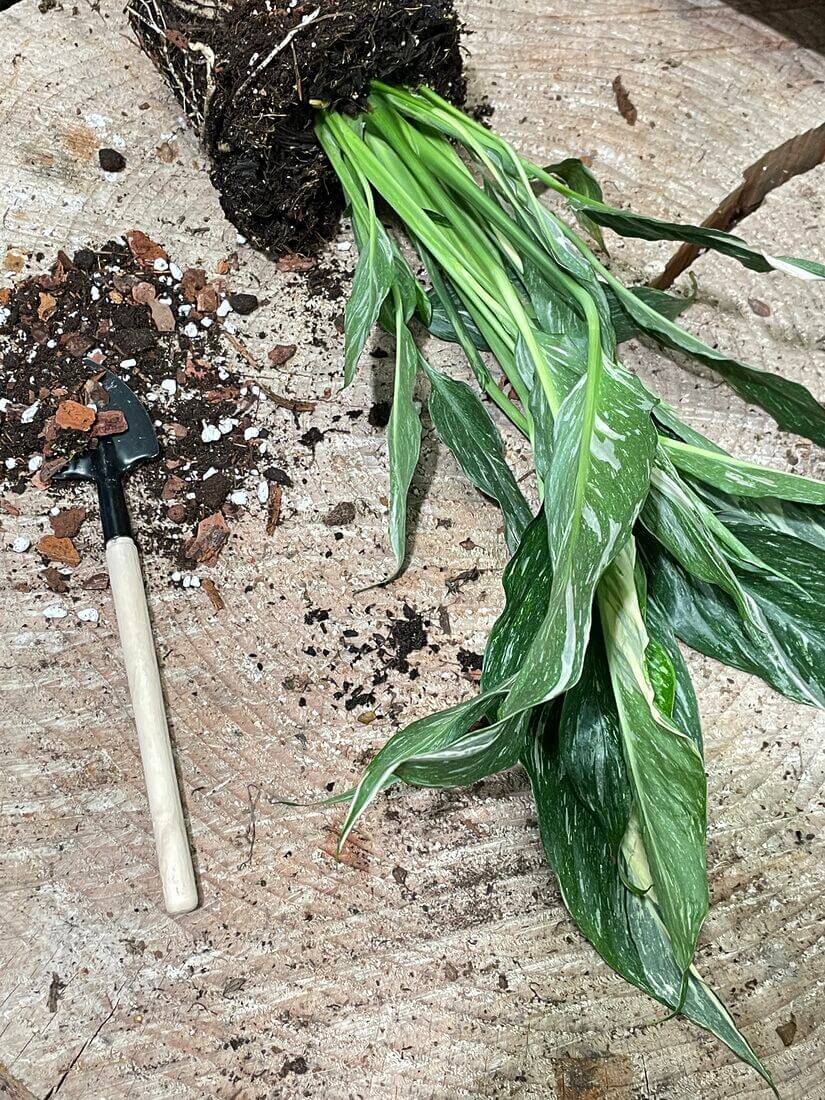 Close-up of repotting a thriving plant with roots, soil, and gardening tools on wood.