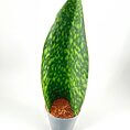 Vibrant snake plant with green leaf in a modern gray pot against a white background.