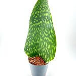 Sansevieria Masoniana Whale Fin Snake Plant