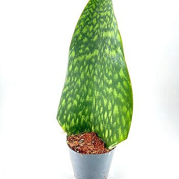 Vibrant green leaf plant in a black pot, showcasing intricate patterns and healthy growth.