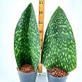 Two tall Sansevieria snake plants in black pots, measured with a ruler, showcasing vibrant greenery.