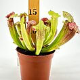 Vibrant pitcher plant in terracotta pot, showcasing unique carnivorous features and stunning colours.