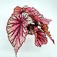Vibrant begonia plant with striking marbled leaves in pink and green hues.