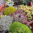 Vibrant succulent and moss planter arrangement showcasing diverse plants in a terracotta planter.