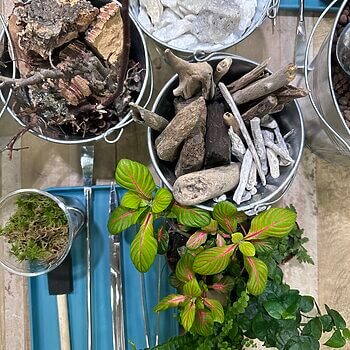 Gardening materials and tools with plants, driftwood, stones, and moss for terrarium design.
