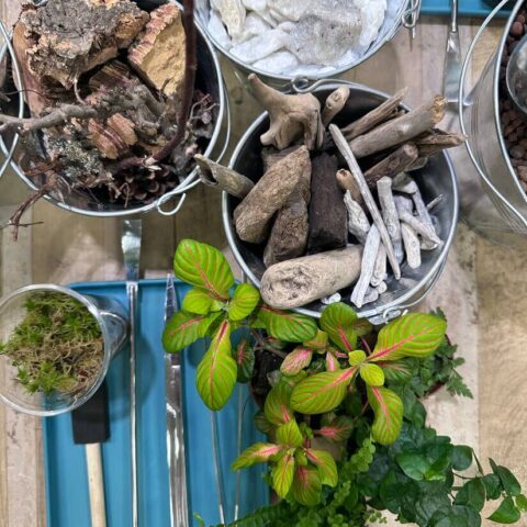 Gardening materials and tools with plants, driftwood, stones, and moss for terrarium design.