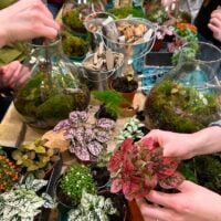 Terrarium workshop filled with vibrant plants, creativity, and community engagement in a nurturing atmosphere.