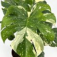 Variegated Monstera deliciosa houseplant with large, vibrant, glossy, lobed leaves in terracotta pot.