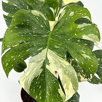 Variegated Monstera deliciosa houseplant with large, vibrant, glossy, lobed leaves in terracotta pot.