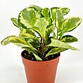 Vibrant houseplant in terracotta pot with glossy variegated leaves, adding beauty to any decor.