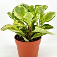 Vibrant houseplant in terracotta pot with glossy variegated leaves, adding beauty to any decor.