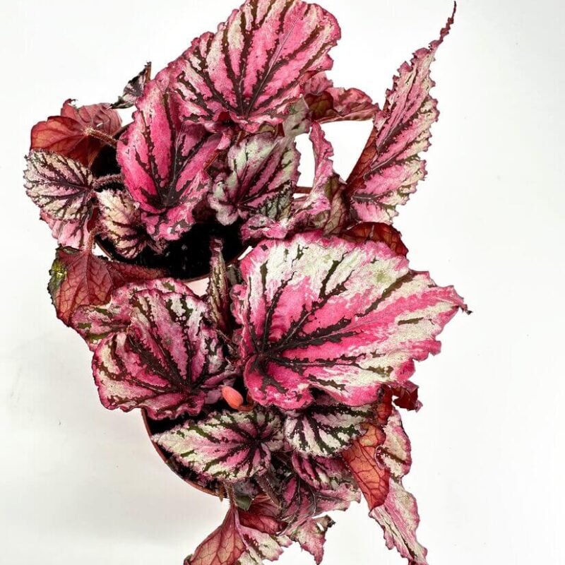 Vibrant Pink and Green Begonia Leaves for Stylish Decor Vibrant pink and green begonia leaves create a stunning indoor houseplant display.