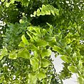Lush green ferns with intricate textures and vibrant leaves, showcasing natures beauty.