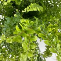 Lush green ferns with intricate textures and vibrant leaves, showcasing natures beauty.