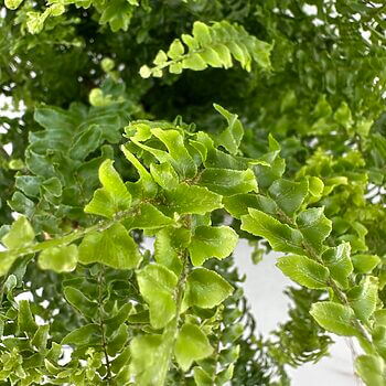 Lush green ferns with intricate textures and vibrant leaves, showcasing natures beauty.