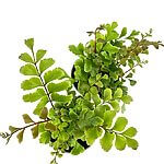 Didymochlaena Truncatula Tree Maidenhair Fern
