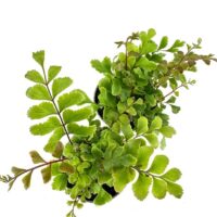 Vibrant green ferns in dark pots against a bright background, showcasing diverse leaf shapes.
