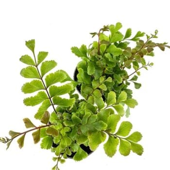 Vibrant green ferns in dark pots against a bright background, showcasing diverse leaf shapes.