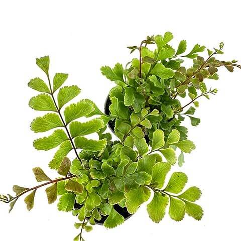 Vibrant green ferns in dark pots against a bright background, showcasing diverse leaf shapes.