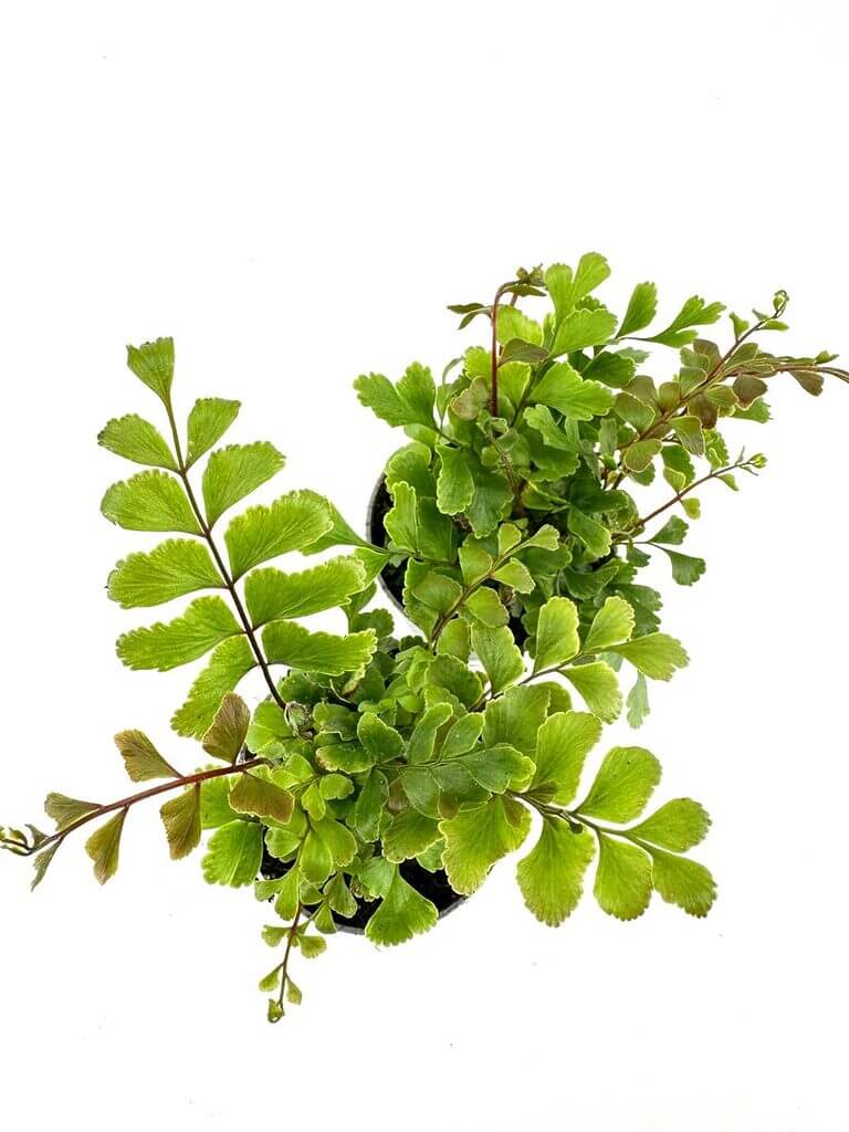 Vibrant green ferns in dark pots against a bright background, showcasing diverse leaf shapes.