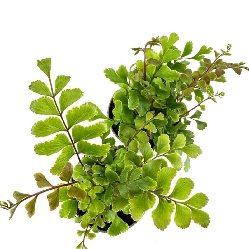 Vibrant green ferns in dark pots against a bright background, showcasing diverse leaf shapes.