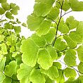 Lush ginkgo leaves with vibrant green hues showcase natures beauty and vitality.