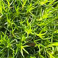 Vibrant green foliage with needle-like leaves, showcasing intricate textures and healthy growth.