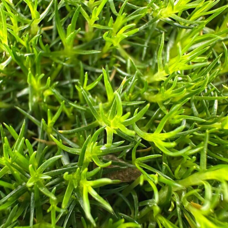 Intricate Layers of Lush Green Foliage Vibrant green foliage with needle-like leaves, showcasing intricate textures and healthy growth.