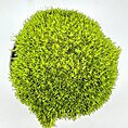 Lush green moss patch showcasing vibrant texture and natural beauty against a light backdrop.