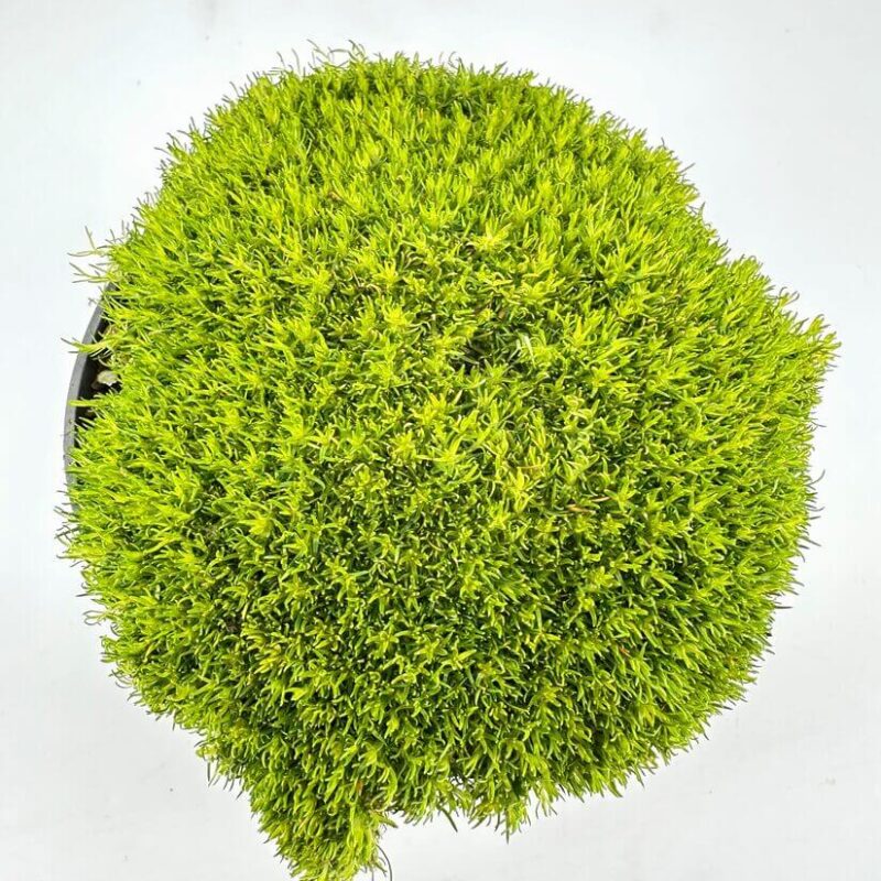 Vibrant Green Moss Patch in Natural Beauty Lush green moss patch showcasing vibrant texture and natural beauty against a light backdrop.