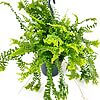 Boston Fern Nephrolepis Exaltata Green Lady