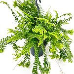 Boston Fern Nephrolepis Exaltata Green Lady