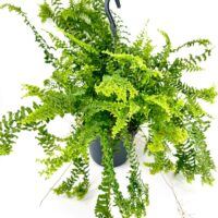 Vibrant hanging fern in dark pot, showcasing lush greenery and elegant cascading fronds.