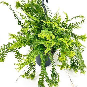 Vibrant hanging fern in dark pot, showcasing lush greenery and elegant cascading fronds.