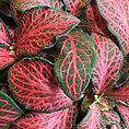 Vibrant pink houseplant leaves with intricate patterns and lush green accents.