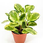 Peperomia Golden Gate Variegata
