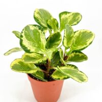 Lush houseplant in terracotta pot against a white background, showcasing vibrant green leaves.