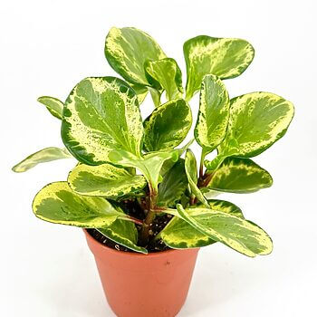 Lush houseplant in terracotta pot against a white background, showcasing vibrant green leaves.