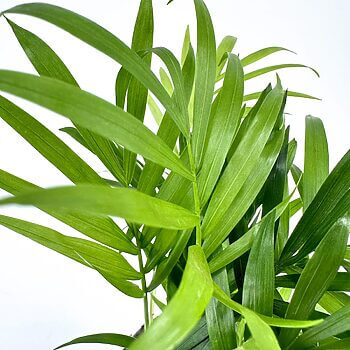 Lush green plant leaves showcasing vibrant hues and intricate textures against a soft background.