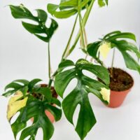 Vibrant Monstera plants in terracotta pots, showcasing unique leaves and natural beauty.