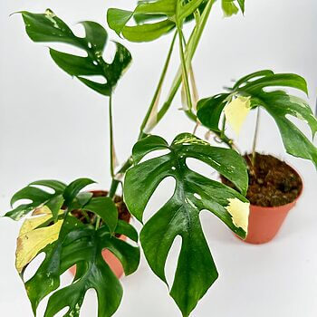 Vibrant Monstera plants in terracotta pots, showcasing unique leaves and natural beauty.