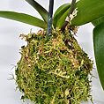 Orchid with lush moss, vibrant green leaves, and roots on a decorative moss ball.